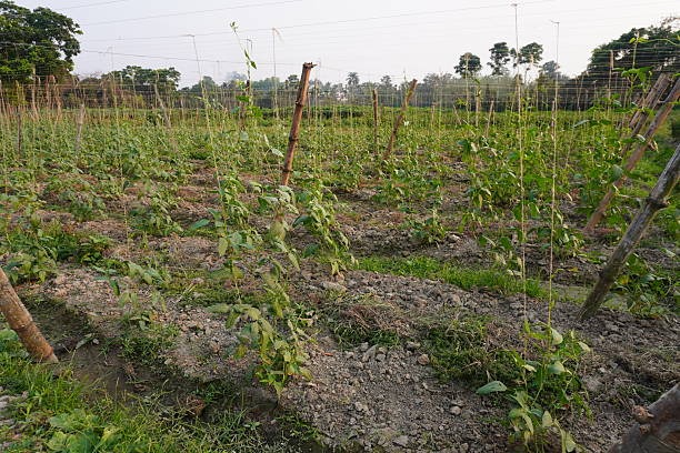 Design trifft Funktion die neue Generation von Zaeune